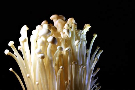 All About Enoki Mushrooms – Recette Magazine