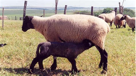 Curso Cria O De Ovinos De Corte Fatores Que Afetam O Crescimento Dos