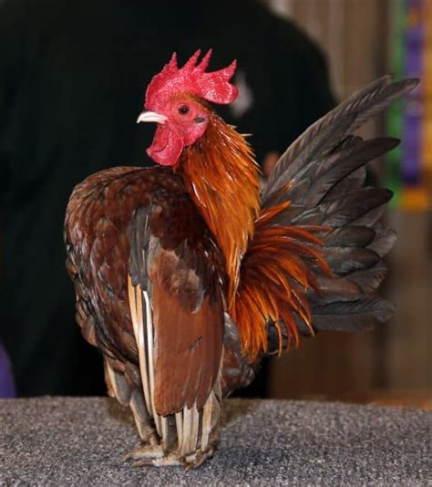 Bantam Chickens - What Are Bantam Chicken Breeds?