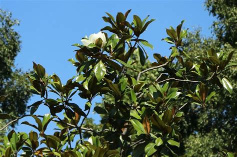 Immergr Ne Magnolie Magnolia Grandiflora Baumschule Horstmann