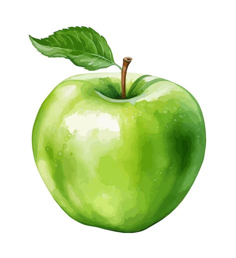 Vector De Clipart De Acuarela De Manzana Verde Vector Premium