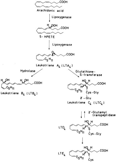 Leukotriene function, leukotriene antagonist and leukotriene modifiers uses