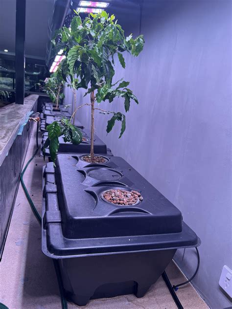 Hydroponic Coffee Farm update : r/Hydroponics