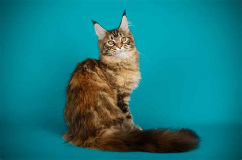 Le Maine Coon Caractère et alimentation de la race Le monde des animaux