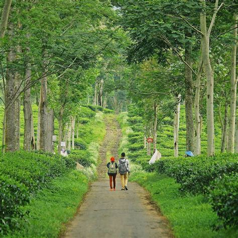 KEBUN TEH WONOSARI, KEBUN TEH PERTAMA DI JAWA TIMUR – Info Malangan