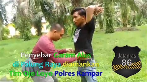 Penyebar Garam Alus Di Palung Raya Diamankan Tim Ojo Loyo Polres Kampar