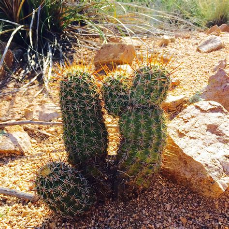 Cactus Desert Arizona - Free photo on Pixabay - Pixabay