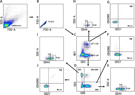 Characterization Of T Cell Subsets In Response To Foot And Mouth