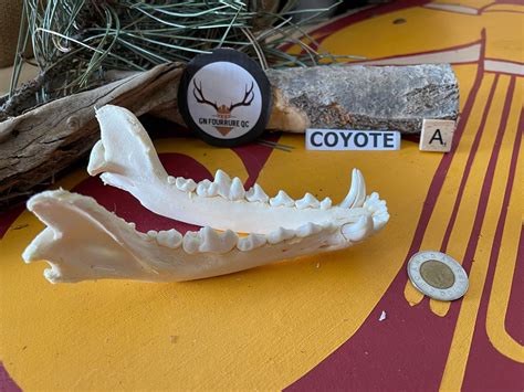Coyote Jawbones – Medieval Fur