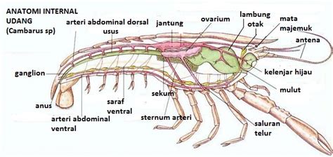 Belajar Terus Biologi Arthropoda