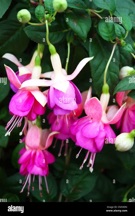 Beautiful pink fuschia flowers in a garden Stock Photo - Alamy