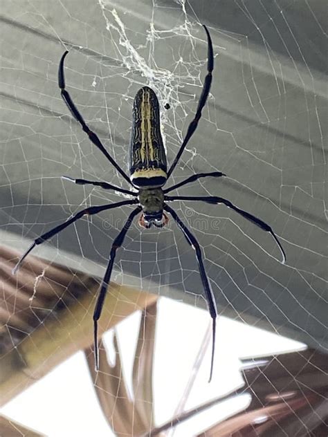 Spider on a Spider Web in the Rainforest Stock Image - Image of macrophotography, limb: 302086285