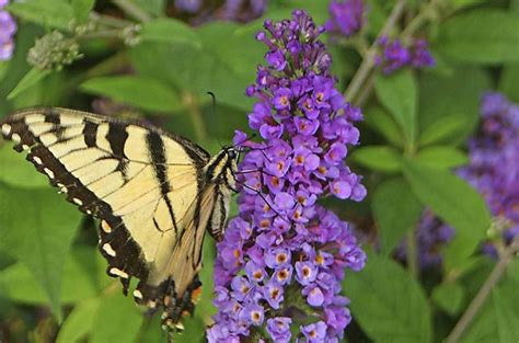 Top 10 Miniature Plants For Small Space Gardening Birds And Blooms