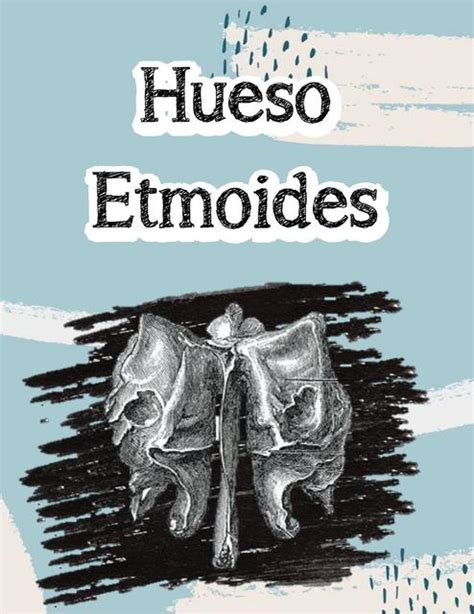 Hueso Etmoides Dentinotes Av Udocz