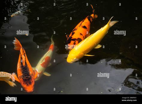 Koi Fish Japanese Garden Hi Res Stock Photography And Images Alamy