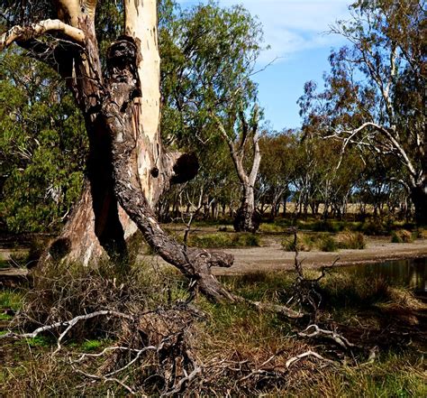 Aad Australian Plants Society