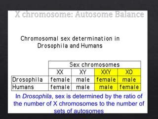 Sex Determination Ppt