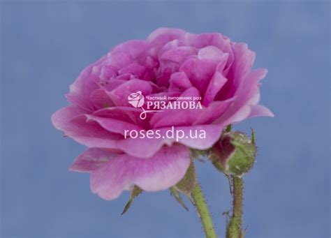 Каталог роз