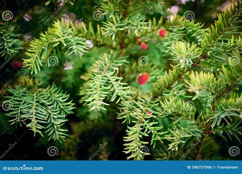 Evergreen European Yew Tree Foliage Close Up Taxus Baccata Tree Green