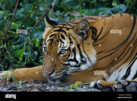 Malaysian Tigers Hi Res Stock Photography And Images Alamy