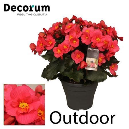 Купить Бегонию Belove Pink D19 H35 комнатный цветок в СПб
