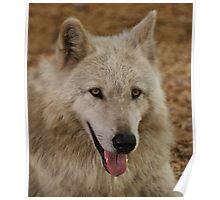 "The Beta Wolf" by Sandy Keeton | Redbubble