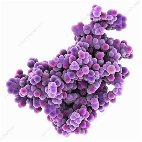 Human Prion Protein Molecular Model Stock Image C0251790 Science Photo Library