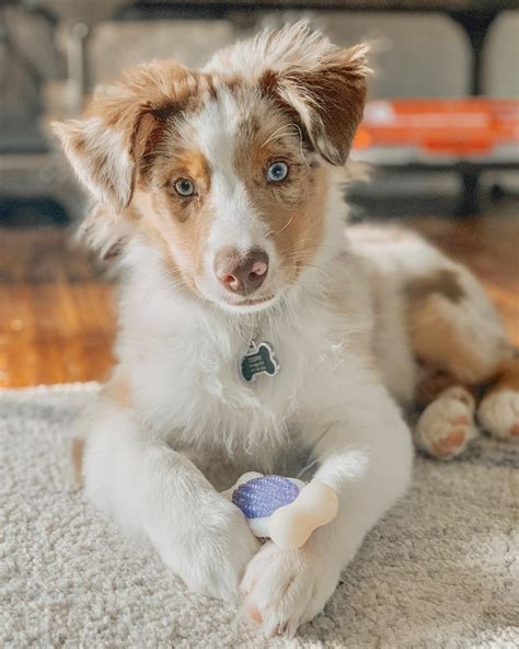 Australian Shepherd Breed Profile Australian Dog Lover