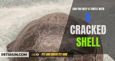 Exploring The Bizarre Question Sex With A Turtle Petshun