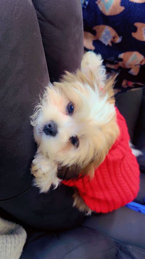 Maltese Shih Tzu - Kilmore - PetsForHomes