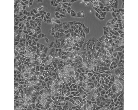 G-401_细胞株_宁波明舟生物科技有限公司，细胞，菌株 ，ATCC，保藏中心