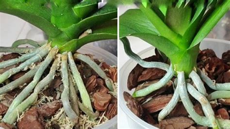 Наросли корни орхидеи. Циркон и Рибав-экстра для роста корней орхидеи ...