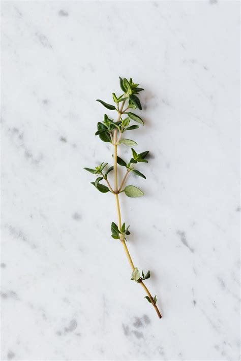 Thyme Photos, Download The BEST Free Thyme Stock Photos & HD Images