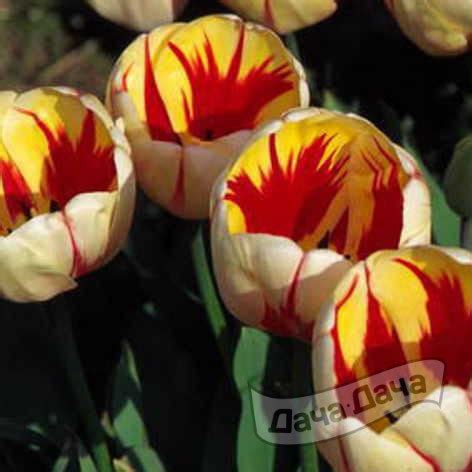 Тюльпан Бернинг Харт (дарвиновы гибриды) (Tulipa Darwin Hybrids Burning ...