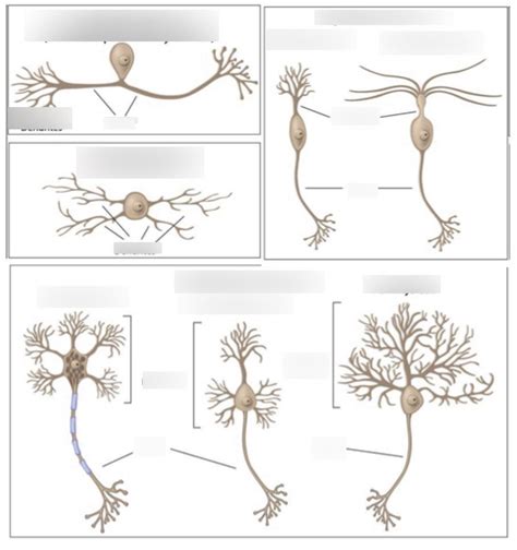 Types Of Neurons Diagram Quizlet