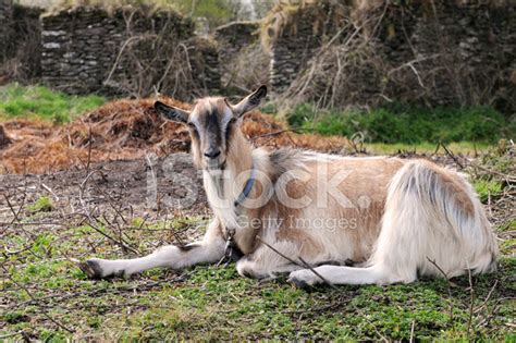 Irish Goat Stock Photo – Royalty-Free Images | FreeImages