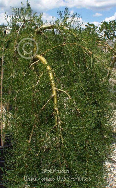 Weeping Pea Shrub Caragana Arborescens Walker Garden Org