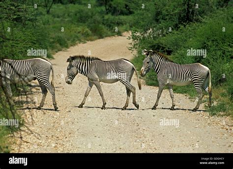 Grevy S Zebra Equus Grevyi Herd Crossing Track Kenya Stock Photo Alamy