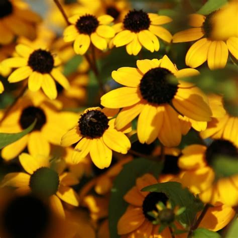 Helianthus Divaricatus Woodland Sunflower Scioto Gardens Nursery