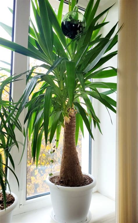 juka 150 cm | Aukce rostlin