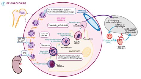 Anatomy & Physiology: Erythropoiesis | ditki medical & biological sciences