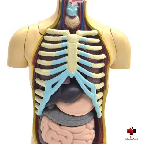 Modelo Do Corpo Humano Torso D Master Anatomia R