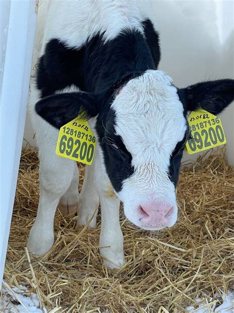 Ушные бирки DATAMARS: мешают ли коровам