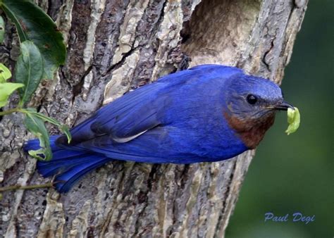 Different Types Of Blue Birds, Different Types of Birds | Learn About