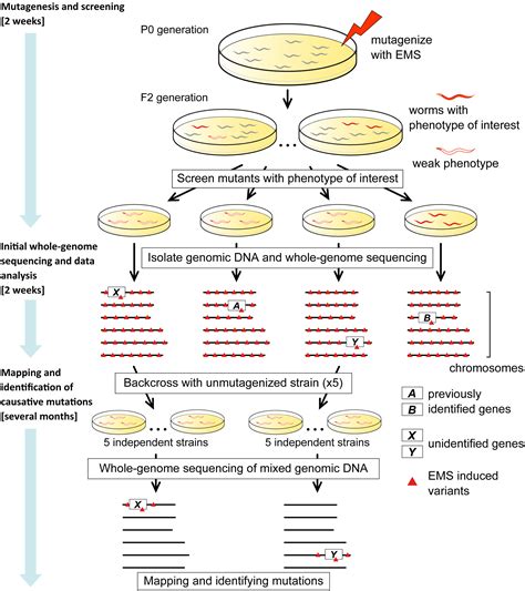 Cell Press: STAR Protocols
