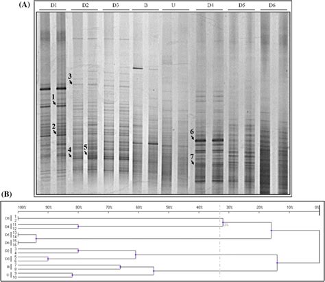 Pcrdgge Analysis On Bacterial Community A Dgge Patterns Showing The Download Scientific