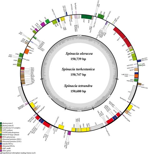 The Chloroplast Genome Maps Of The Three Spinacia Species Genes Shown