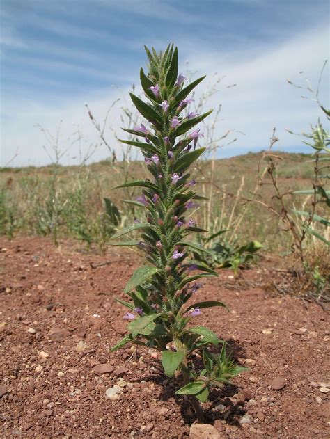 Ziziphora tenuior - Изображение особи - Плантариум