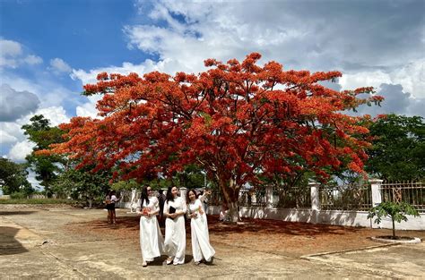 Bâng Khuâng Mùa Hoa Phượng Báo Dân Tộc Và Phát Triển