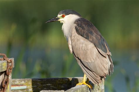 Black-crowned night heron - song / call / voice / sound.